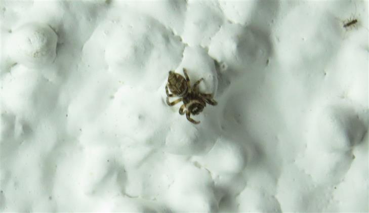 Salticidae ID